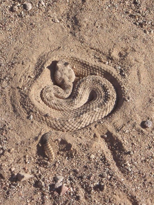 Photo:  rattlesnake under the sand